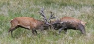 Two rutting red deer (Cervus ...