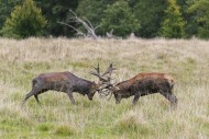Two rutting red deer (Cervus ...