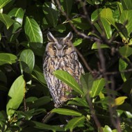 Long-eared owl (Asio otus) pe...