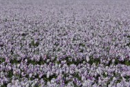 Flower field with crocuses ne...