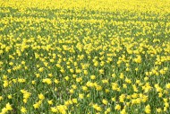 Field with daffodils on Texel...