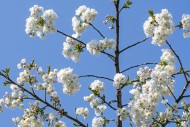 Japanese cherry tree (Prunus ...
