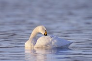 Tundra swan / Bewick\'s swan ...