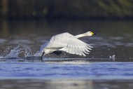 Tundra swan / Bewick\'s swan ...