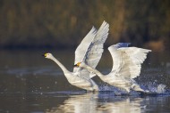 Two tundra swans / Bewick\'s ...