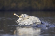 Two tundra swans / Bewick\'s ...