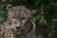 Persian leopard / Caucasian l...