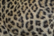 Persian leopard / Caucasian l...