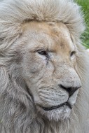 Male leucistic white lion (Pa...