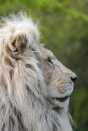 Male leucistic white lion (Pa...