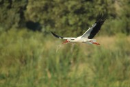 White Stork (Ciconia ciconia)...