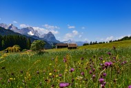 Alpine meadow in summer near ...