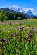 Alpine meadow in summer near ...