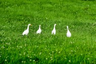 Geese in a meadow, Bavaria, A...