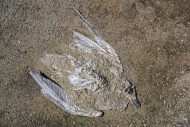 Dead decaying juvenile gull /...
