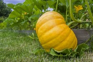 Cultivated pumpkin (Cucurbita...