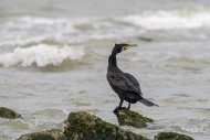Great cormorant (Phalacrocora...