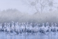 Flock of common cranes / Eura...