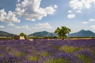 Blooming lavender field (Lava...