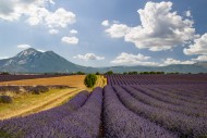 Blooming lavender field (Lava...
