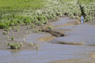 Common glasswort / marsh samp...