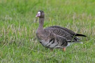 Greater white-fronted goose (...