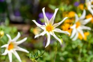 Flower of a star dahlia (Dahl...