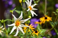 Flower of a star dahlia (Dahl...