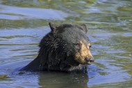 American black bear (Ursus am...