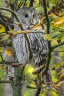 Ural owl (Strix uralensis) pe...