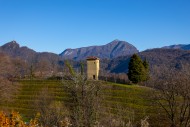 Vineyard in Collina d\'oro wi...