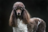 Harlequin poodle (Canis lupus...