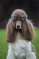 Harlequin poodle (Canis lupus...