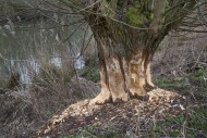 Thick tree trunk of pollard w...