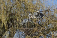 Grey heron (Ardea cinerea) pa...