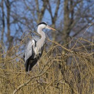 Grey heron (Ardea cinerea) pe...