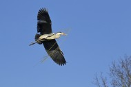 Grey heron (Ardea cinerea) fl...