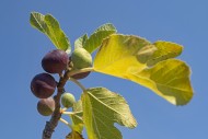 Close-up of edible figs in va...