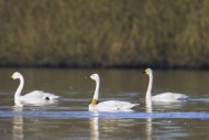 Tundra swan / Bewick\'s swans...