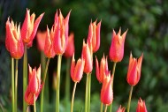 Red tulips (Tulipa) with poin...
