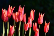 Red tulips (Tulipa) with poin...