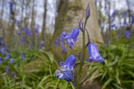 Close-up of bluebells (Endymi...