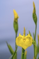 Yellow flag / yellow iris / w...