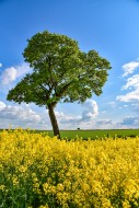 Blooming rapeseed field with ...