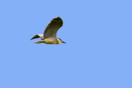 Black-crowned night heron / b...