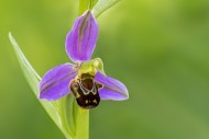 Bee orchid (Ophrys apifera / ...