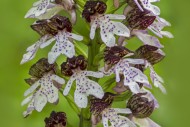 Lady orchid (Orchis purpurea ...