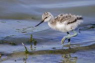 Pied avocet (Recurvirostra av...