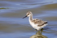 Pied avocet (Recurvirostra av...