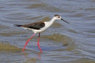 Black-winged stilt (Himantopu...